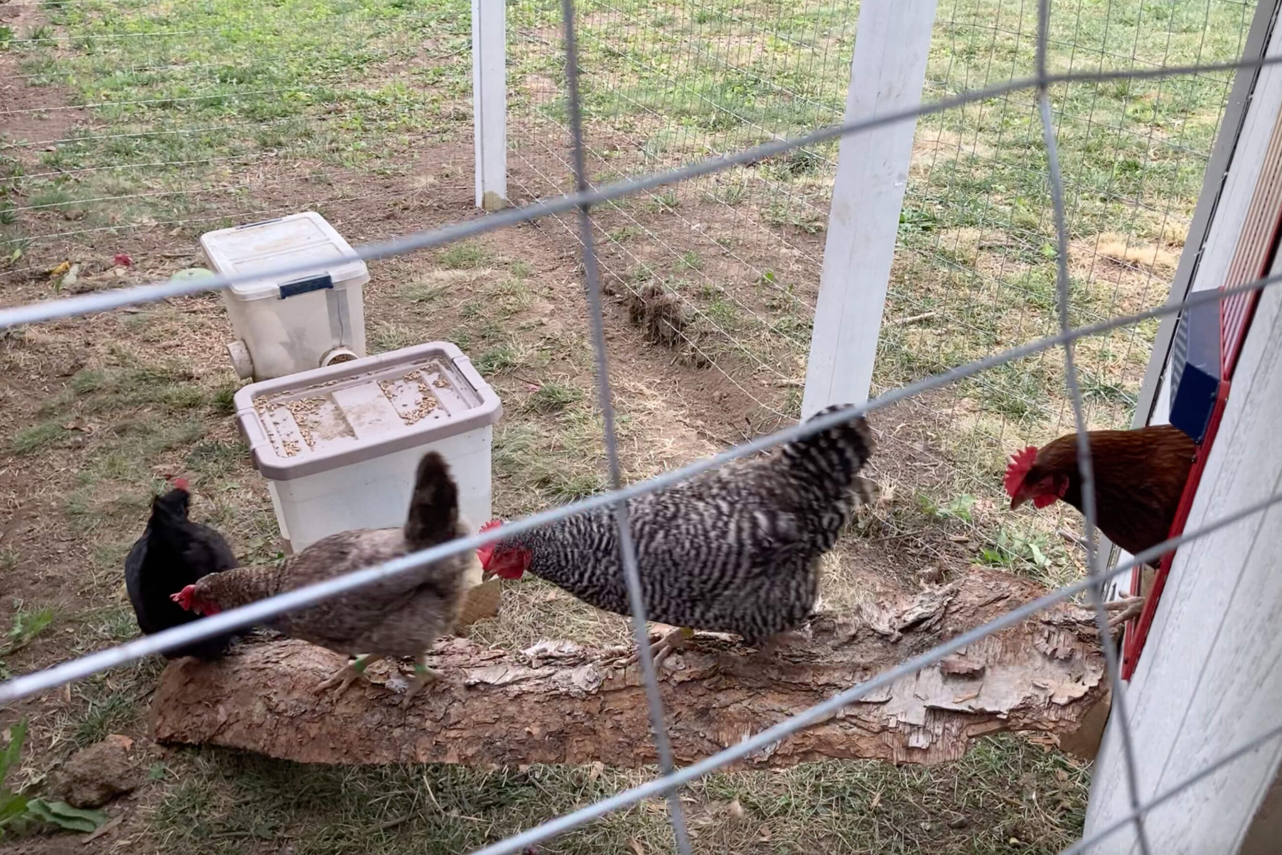 Chickens using an automatic door to leave their coop.